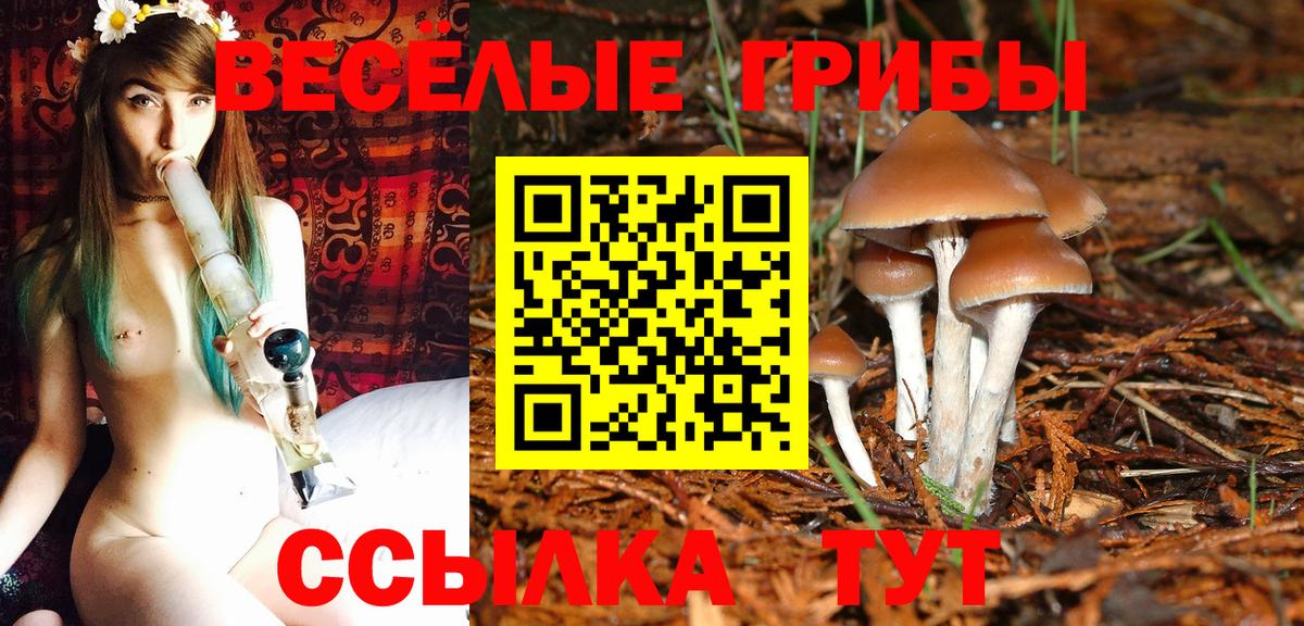 что такое   Вход с VPN  Кинель  Галлюциногенные грибы Psilocybine cubensis 